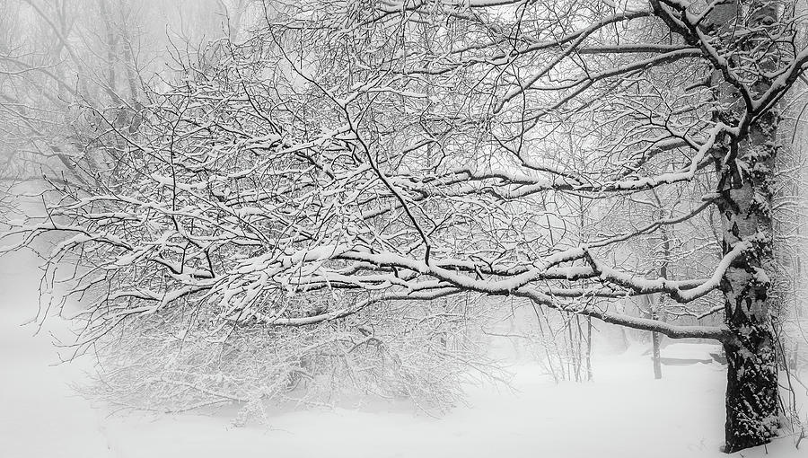 Silver birch Photograph by Jivko Nakev