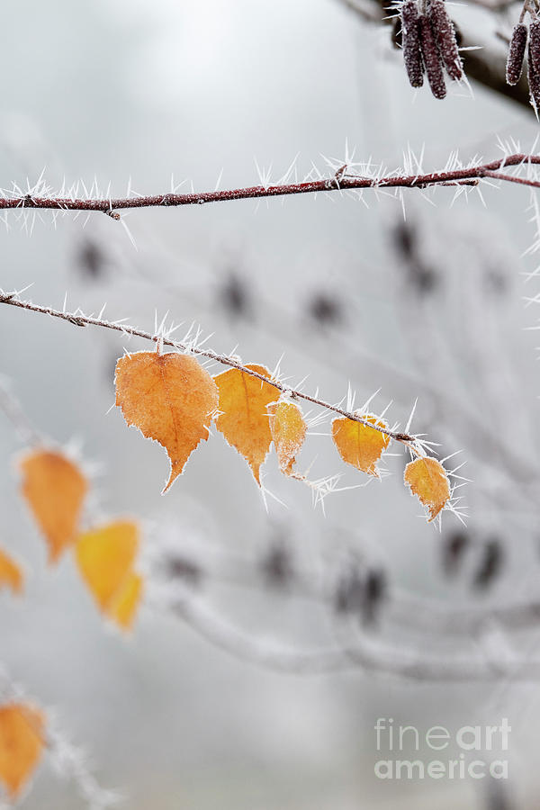 Silver Birch Leaves in the Frost Photograph by Tim Gainey