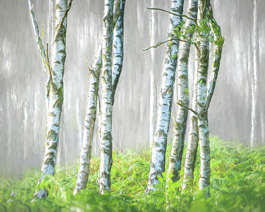 Silver Birch trees with Van Gogh look Photograph by Sue Leonard