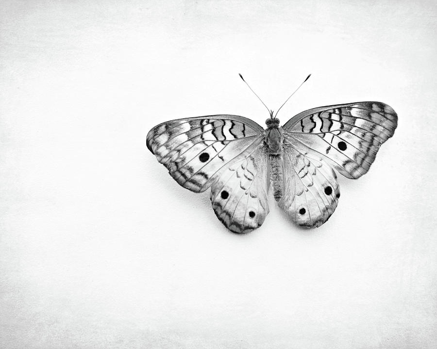 Silver Butterfly Photograph by Lupen Grainne