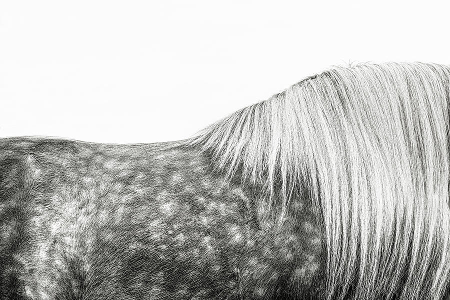 Silver Dapples - Horse Art Photograph by Lisa Saint