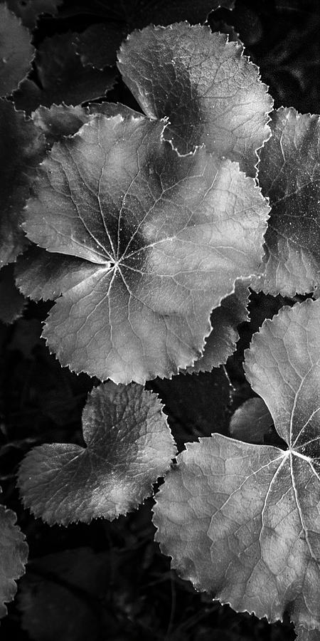 Silver Edged Leaves in the Forest I Photograph by Debra and Dave Vanderlaan