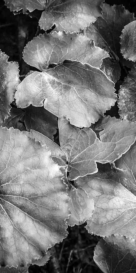 Silver Edged Leaves in the Forest II Photograph by Debra and Dave Vanderlaan