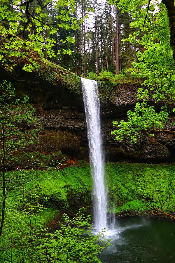 Silver Falls State Park Photograph by Liran Ozeri - Fine Art America