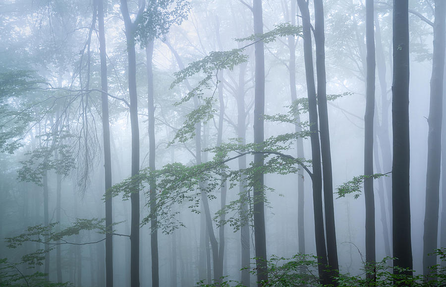 Silver forest Photograph by Cosmin Stan