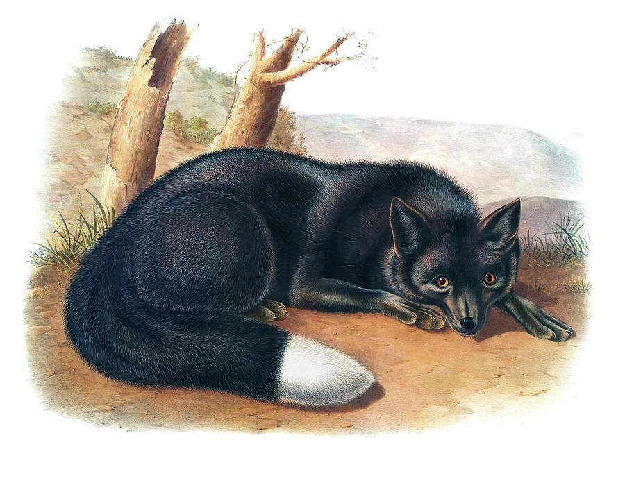 John James Audubon Drawing - Silver Fox by John Woodhouse Audubon