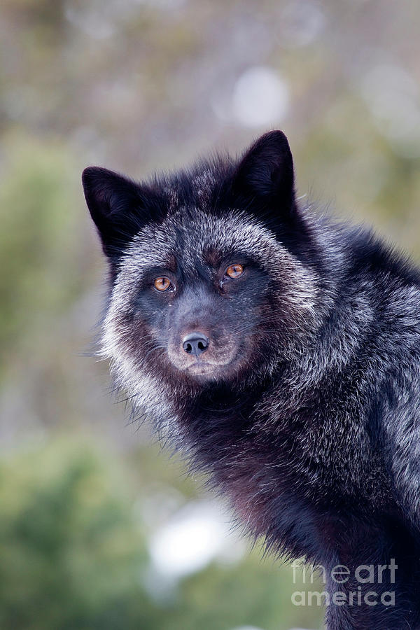 Animal Photograph - Silver Fox by Paul Sawyer