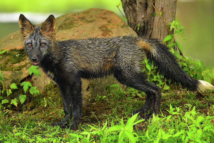 Silver Fox Pup 2 Photograph by Dean Hueber - Fine Art America