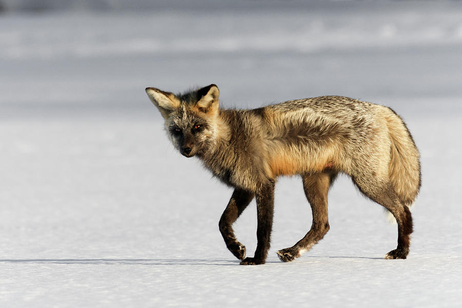 Silver Fox Photograph by Ronnie And Frances Howard