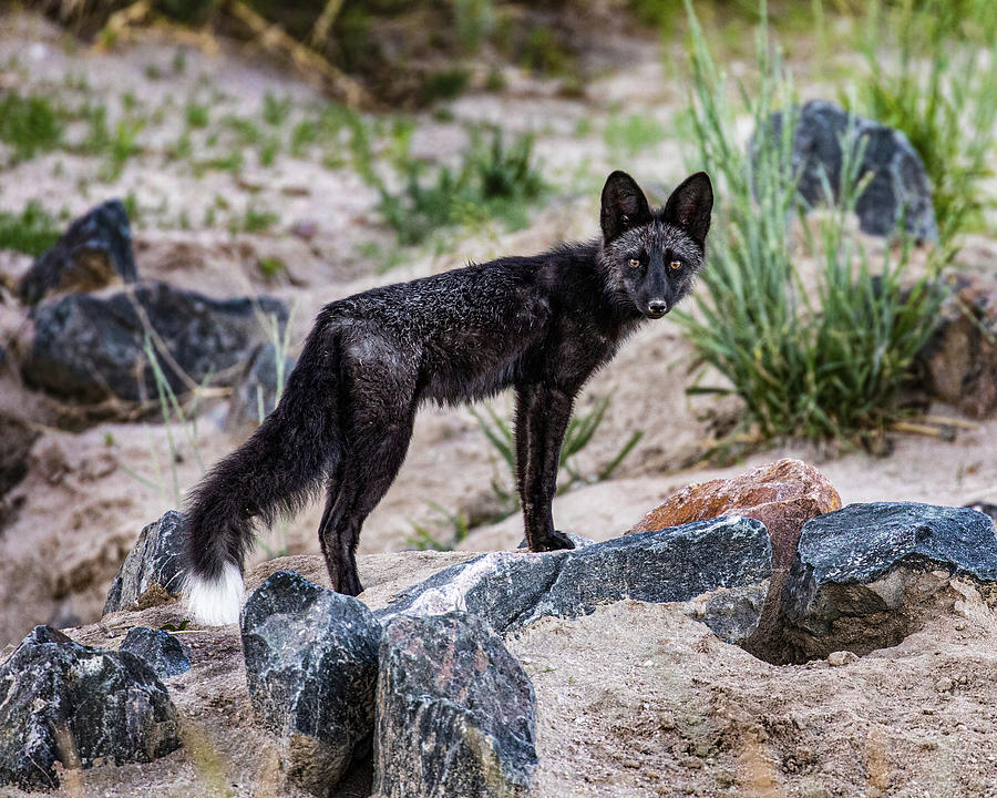 Silver Fox Standing Photograph by Dawn Key