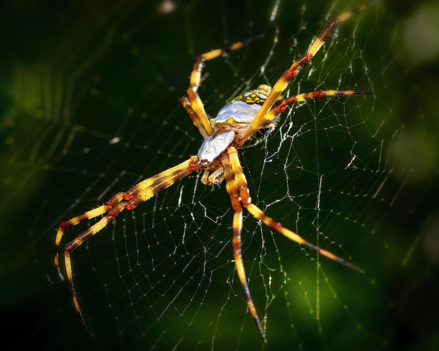 Silver Garden Spider Photograph by Mark Andrew Thomas