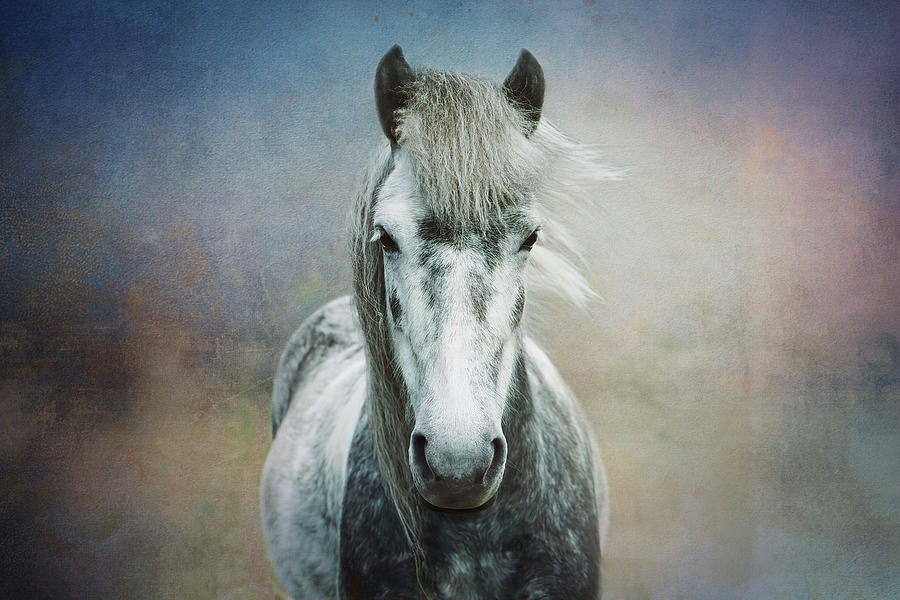 Silver Gray Horse Digital Art by Terry Davis