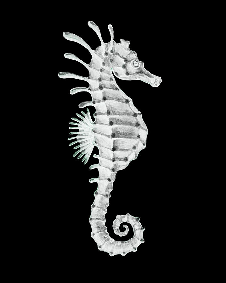 Silver Gray Seahorse Watercolor With Black Background  Painting by Irina Sztukowski
