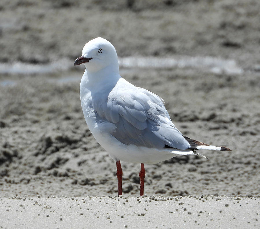 Silver gull Photograph by Chris B - Fine Art America