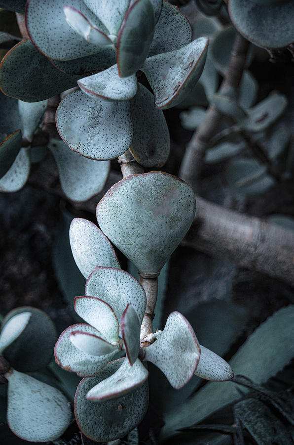 Silver Jade In Blue Photograph