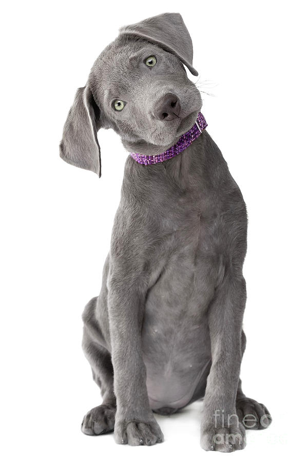 Silver Lab Puppy Joy-full Body Photograph