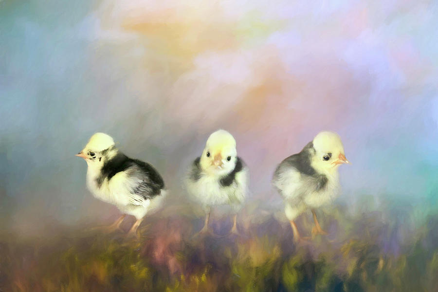 Silver Laced Peeps Photograph by Donna Kennedy