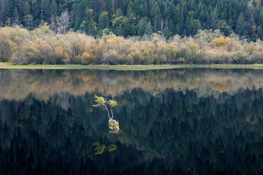 Silver Lake Bonsai Photograph by Michael Russell