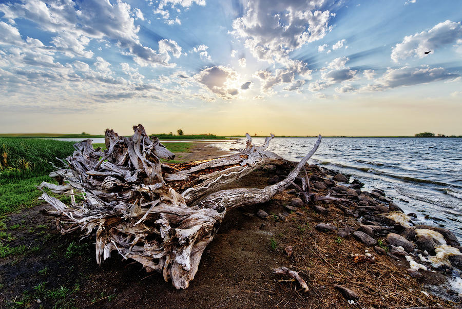 Silver Lake Sunrise Symphony -  Large fallen tree along Silver Lake/Devils Lake shoreline in ND Photograph by Peter Herman