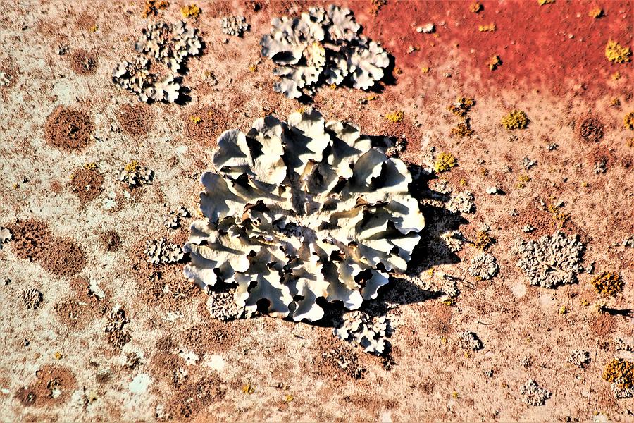Silver Lichen on Rusted Metal Photograph by Sheila Brown