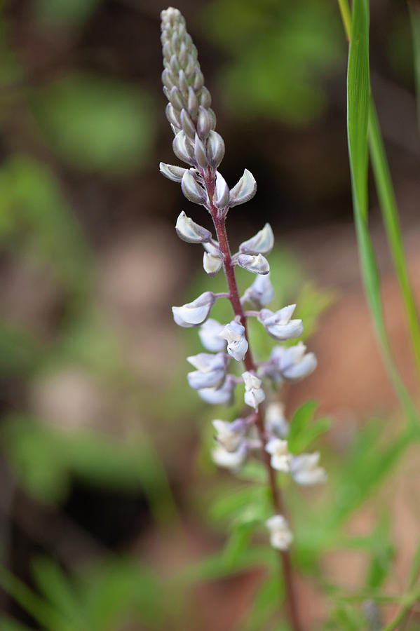 Silver Lupine Photograph by Doug Wittrock