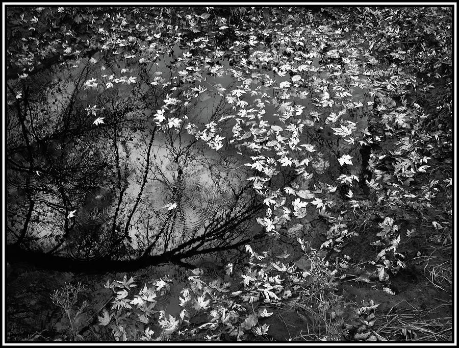 Silver Maple Reflection Monochrome Photograph by Wayne King