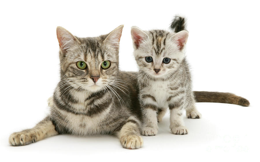 Silver mother cat and kitten Photograph by Warren Photographic