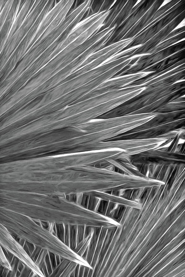 Silver Palms Photograph by HH Photography of Florida - Pixels