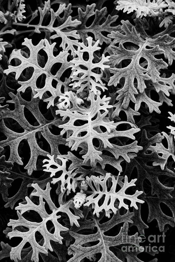  Silver ragwort Silver Dust Foliage Monochrome Photograph by Tim Gainey