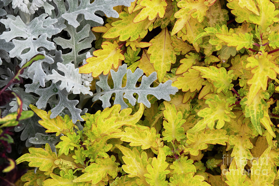 Silver ragwort Silver Dust with Coleus Foliage Photograph by Tim Gainey