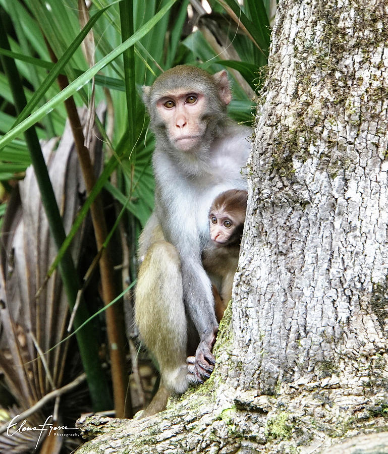 Silver River Monkeys Photograph by Elena Fraser - Pixels