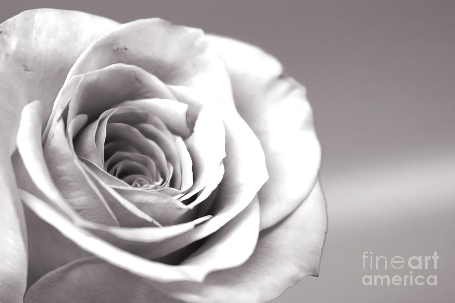 Silver Rose Photograph by Anita Streich