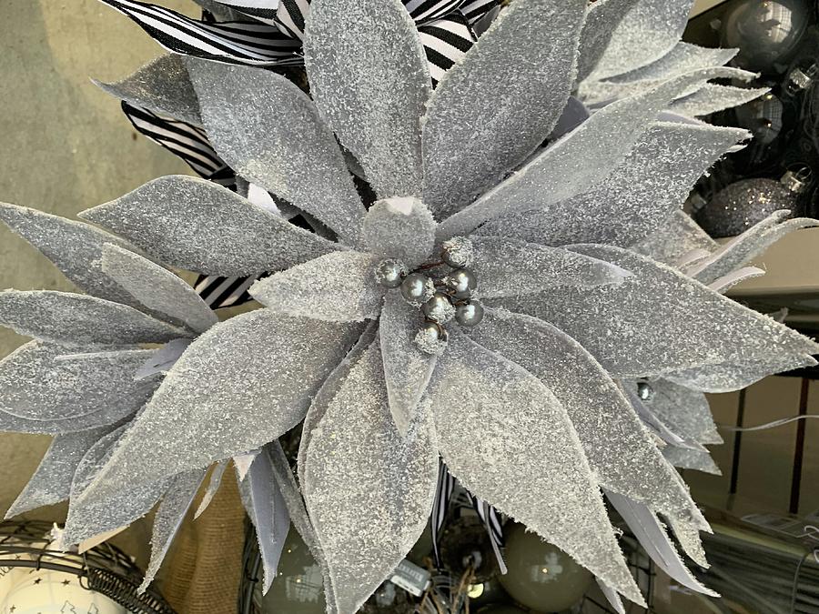 Silver Sparkling Poinsettia  Photograph by Brenna Woods