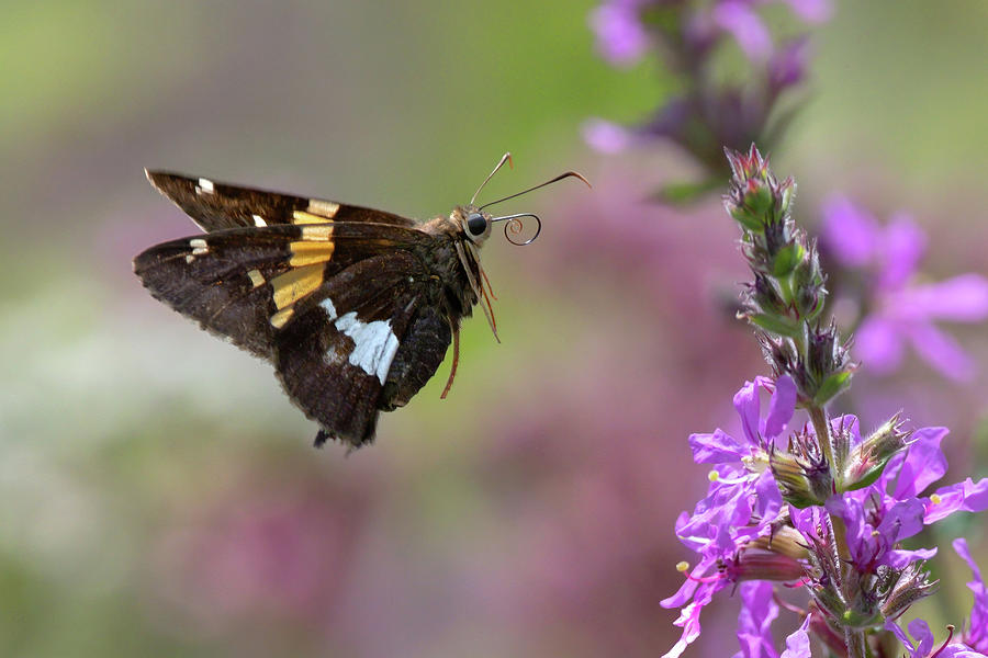 Silver-Spotted Skipper 2022 01 Photograph by Judy Tomlinson | Fine Art ...