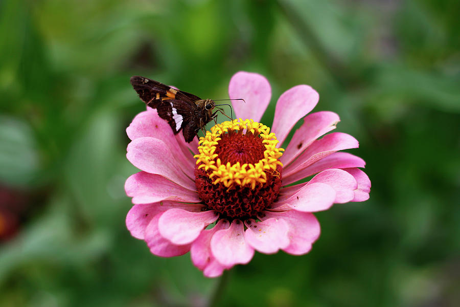 Silver Spotted Skipper and Zinnia Flowerhead - August 2023 Photograph by Joseph A Langley Silver Spotted Skipper and Zinnia Flowerhead - August 2023 Photograph by Joseph A Langley