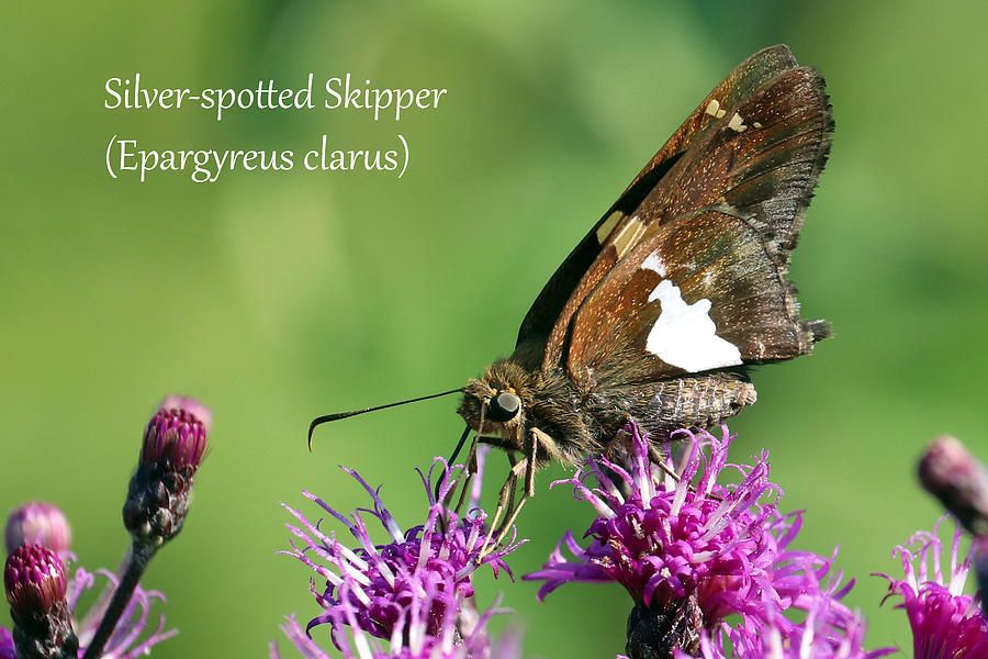 Silver-spotted Skipper Butterfly Photograph by Mark Berman