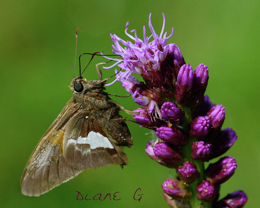 Silver-spotted Skipper Photograph by Diane Giurco