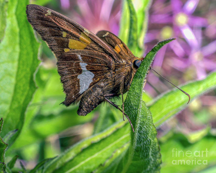 Silver-Spotted Skipper Epargyreus clarus Photograph by Gemma Mae Flores Sellers