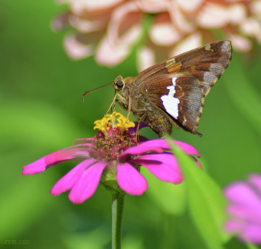 Silver-spotted Skipper Photograph