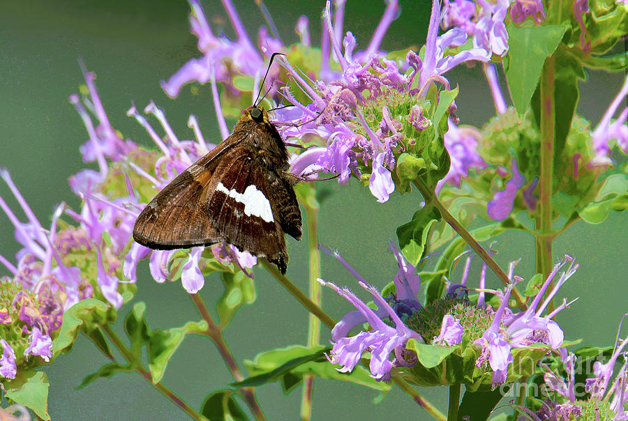 Silver-spotted Skipper On Bee Balm Photograph