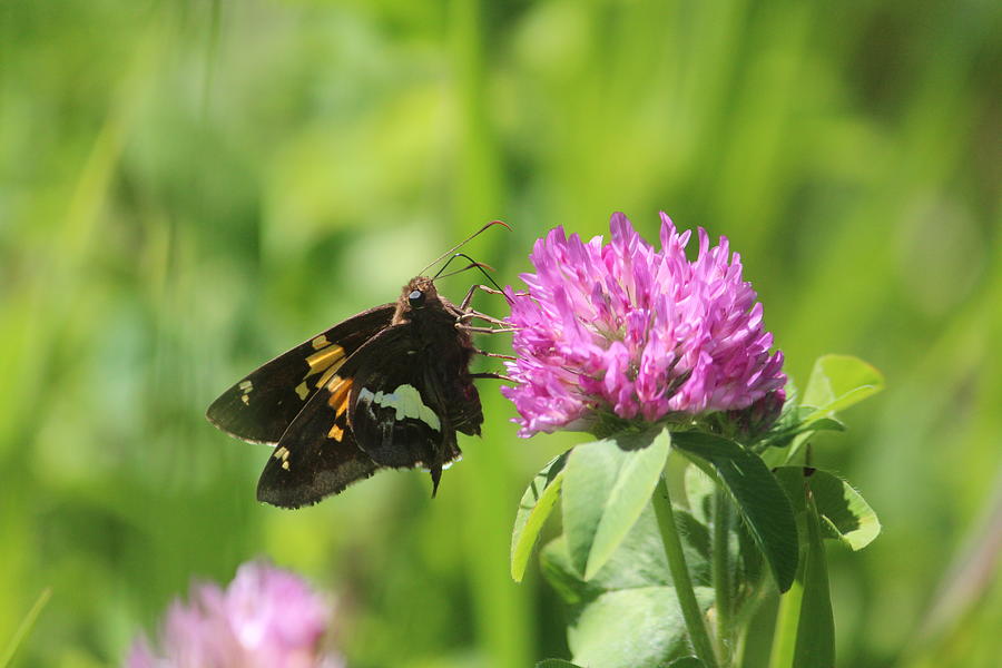 Silver-spotted Skipper on Pink Clover Photograph by Callen Harty