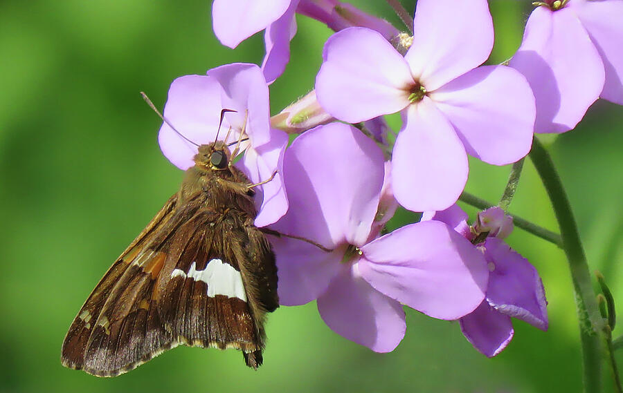 Butterfly Photograph - Silver Spotted Skipper by Rebecca Grzenda