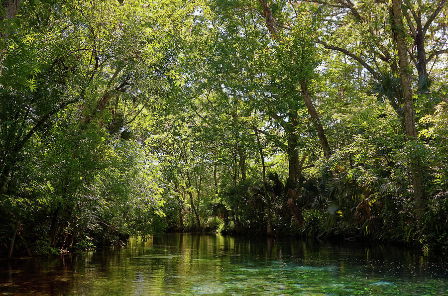 Silver Springs River Scene Photograph by Sally Weigand | Fine Art America