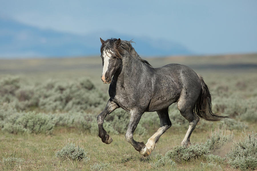 Silver Stallion Photograph by Sandy Sisti