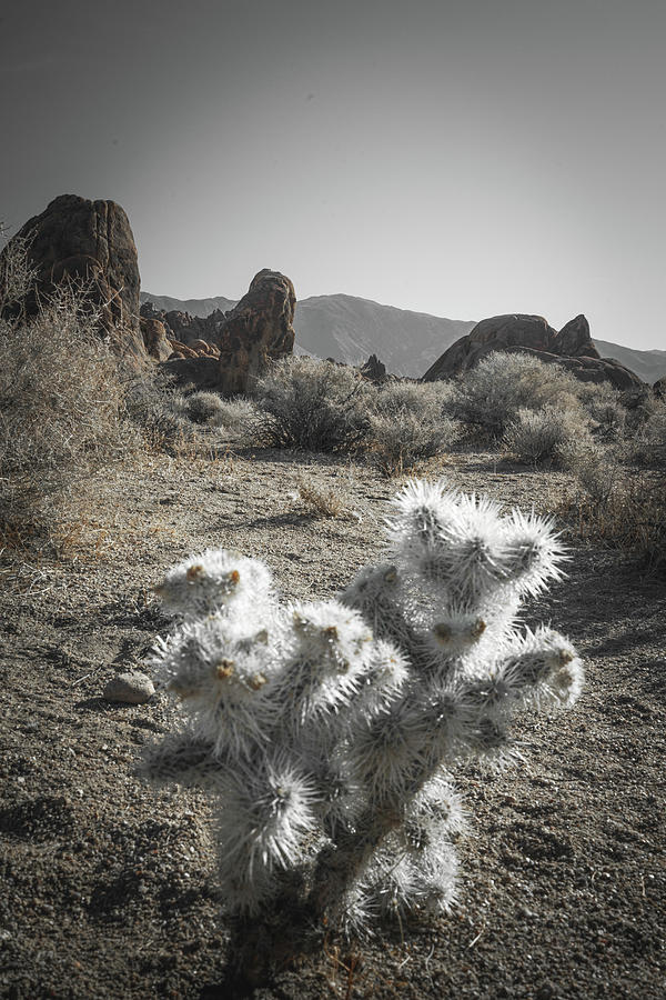 Silver Succulent Photograph by Ryan Weddle