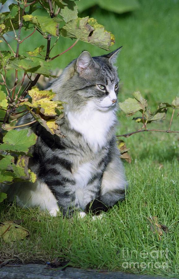 Silver tabby cat with grapevine Photograph by David Fowler