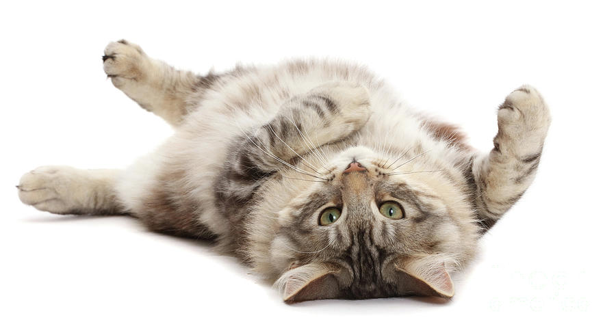Silver tabby fluffy cat rolling on back Photograph by Warren Photographic