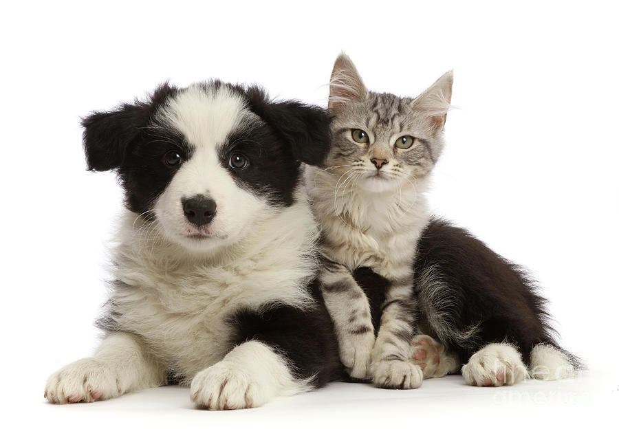Silver tabby kitten and black-and-white Border Collie puppy Photograph by Warren Photographic