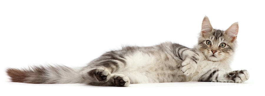 Silver tabby kitten lying on his side Photograph by Warren Photographic