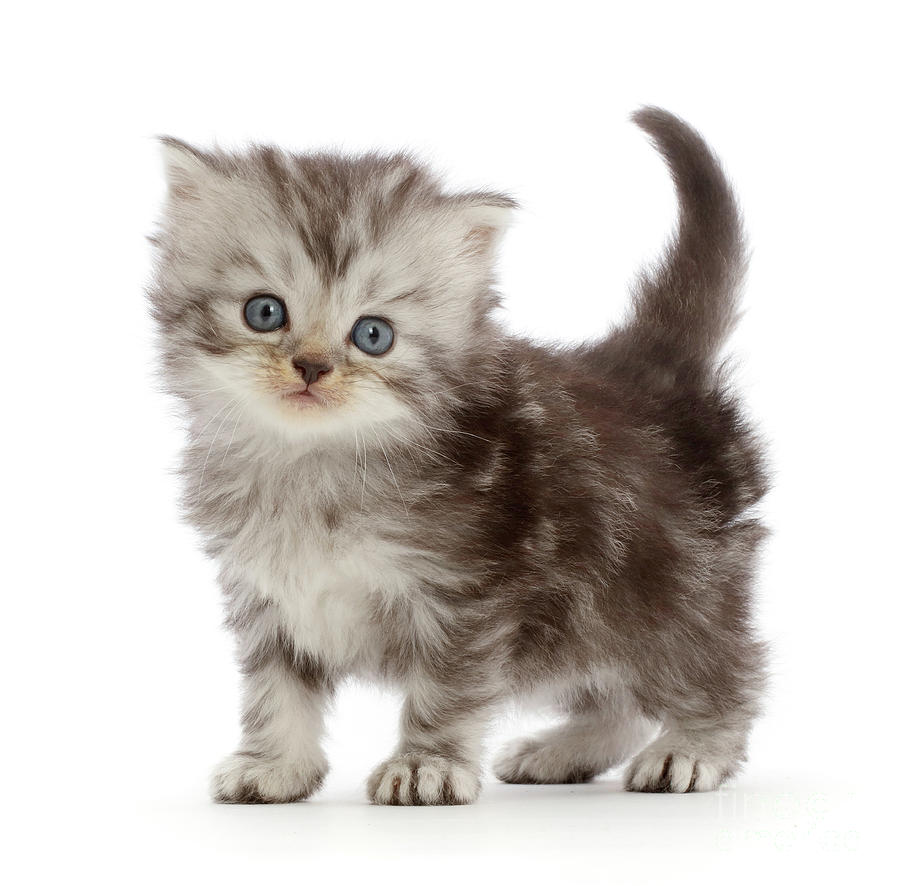 Silver tabby Persian-cross kitten Photograph by Warren Photographic